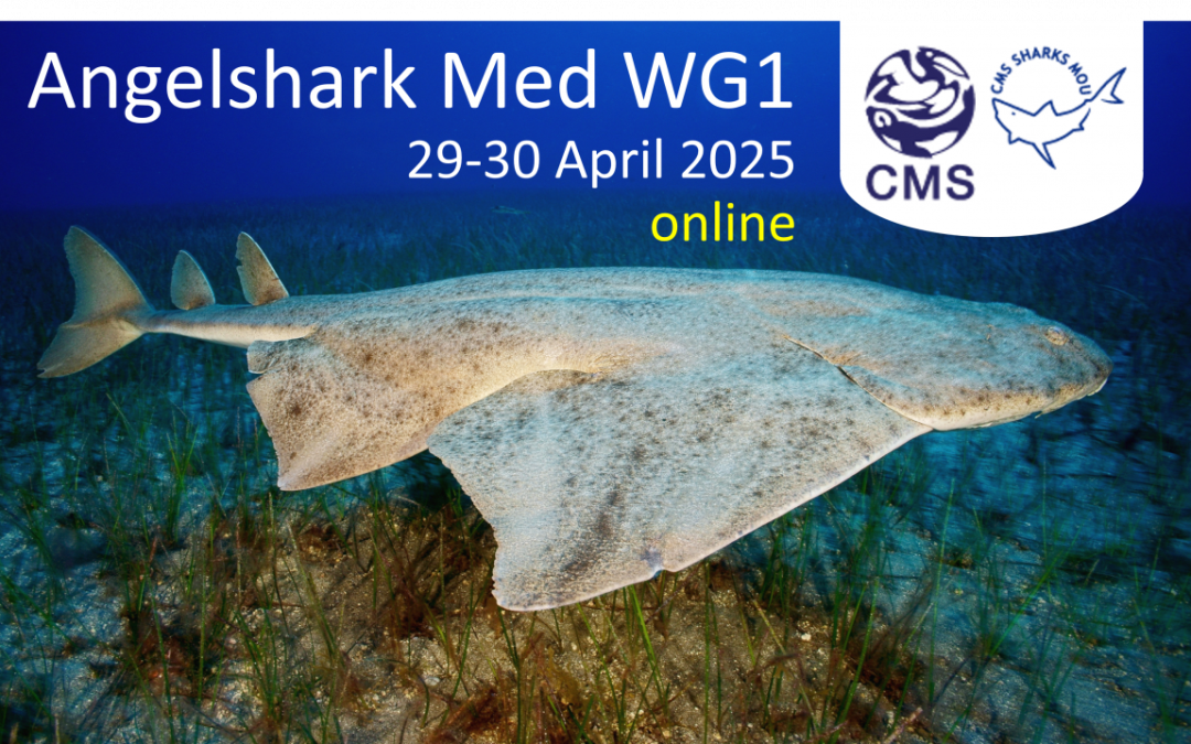 1st Meeting of the Working Group on the Implementation of the Single Species Action Plan for the Angelshark in the Mediterranean Sea