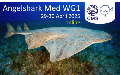 1st Meeting of the Working Group on the Implementation of the Single Species Action Plan for the Angelshark in the Mediterranean Sea