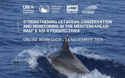 Strengthening Cetacean Conservation and Monitoring in the Mediterranean: IMAP & ASI-II Perspectives